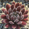 Sempervivum 'Rotschenkel'