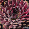 Sempervivum 'Rotschenkel'