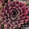 Sempervivum 'Rotschenkel'