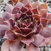 Sempervivum 'Blackcurrant Ice'