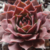 Sempervivum 'Blackcurrant Ice'