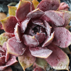 Sempervivum 'Blackcurrant Ice'