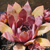 Sempervivum 'Blackcurrant Ice'