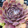 Sempervivum 'Blackcurrant Ice'