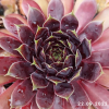 Sempervivum 'End of Night'