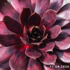 Sempervivum 'End of Night'