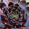 Sempervivum 'End of Night'