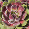 Sempervivum 'Tarantula'