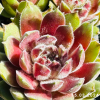 Sempervivum 'Tarantula'