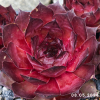 Sempervivum 'Dakota'