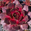 Sempervivum 'Damson Wine'