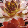 Sempervivum 'Positively Glowing'