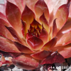 Sempervivum 'Positively Glowing'