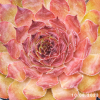 Sempervivum 'Positively Glowing'