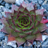 Sempervivum 'Positively Glowing'