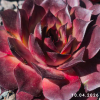 Sempervivum 'Positively Glowing'