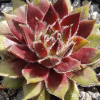 Sempervivum 'Corsair'