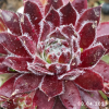 Sempervivum 'Corsair'