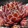 Sempervivum 'Corsair'