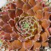 Sempervivum 'Corsair'