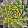 Sempervivum 'Corsair'