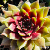 Sempervivum 'Corsair'