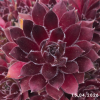 Sempervivum 'Corsair'
