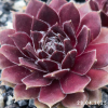 Sempervivum 'Corsair'