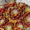 Sempervivum Colorockz® 'Lemon Flare©'