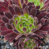 Sempervivum 'Firefly'