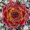Sempervivum 'Ogalala'