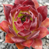 Sempervivum 'Ogalala'