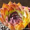 Sempervivum 'Ogalala'