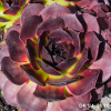 Sempervivum 'Ogalala'