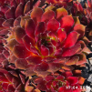 Sempervivum 'Ohu ôm Ohu'