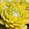 Sempervivum Colorockz® 'Lemon Flare©'