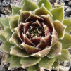 Sempervivum 'Polka Dot'