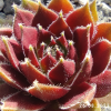 Sempervivum 'Polka Dot'