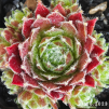Sempervivum 'Polka Dot'