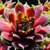 Sempervivum 'Polka Dot'