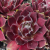 Sempervivum 'Polka Dot'