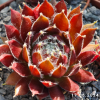 Sempervivum 'Polka Dot'