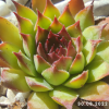 Sempervivum 'Dark Beauty'