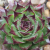 Sempervivum 'Dark Beauty'