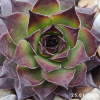 Sempervivum 'Dark Beauty'