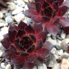 Sempervivum 'Dark Beauty'