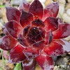 Sempervivum 'Dark Beauty'