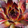 Sempervivum 'Dark Beauty'