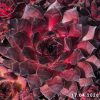 Sempervivum 'Dark Beauty'