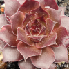 Sempervivum 'Interstellar'